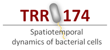 Spatiotemporal Dynamics of Bacterial Cells